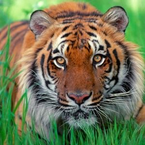 Meet your Posher, Cami